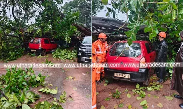 കാഞ്ഞങ്ങാട്ട് കൂറ്റന്‍ ആല്‍മരം കടപുഴകി വീണ് പെട്ടിക്കടയും കാറും തകര്‍ന്നു; ഒഴിവായത് വന്‍ദുരന്തം