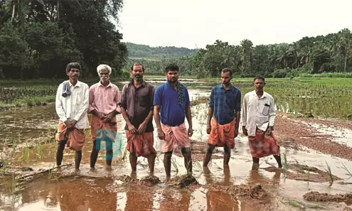 കനത്ത മഴയില്‍ മണ്ണ് വയലിലേക്കൊഴുകിയെത്തി; പുല്ലൂരില്‍ അഞ്ചേക്കര്‍ നെല്‍കൃഷി നശിച്ചു