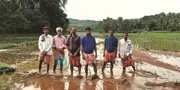 കനത്ത മഴയില്‍ മണ്ണ് വയലിലേക്കൊഴുകിയെത്തി; പുല്ലൂരില്‍ അഞ്ചേക്കര്‍ നെല്‍കൃഷി നശിച്ചു