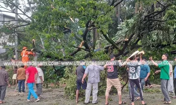 ചാമുണ്ഡിക്കുന്ന് വില്ലേജ് ഓഫിസിന് സമീപം കാറുകള്‍ക്ക് മുകളില്‍ കൂറ്റന്‍ ആല്‍മരം വീണു