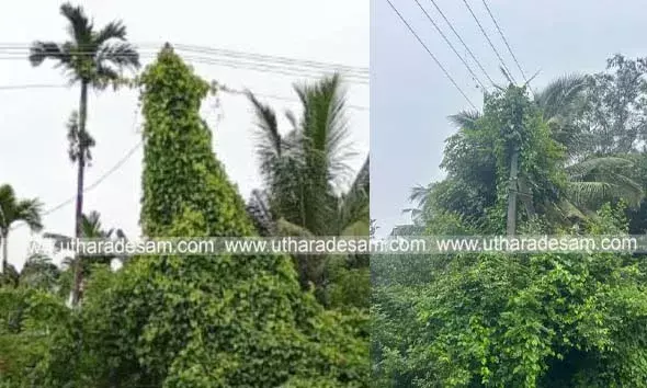 കാട് നിറഞ്ഞ് വൈദ്യുതി തൂണ്‍; അംഗന്‍വാടിക്ക് ഭീഷണി
