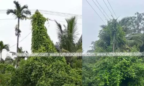 കാട് നിറഞ്ഞ് വൈദ്യുതി തൂണ്; അംഗന്വാടിക്ക് ഭീഷണി കാട് നിറഞ്ഞ് വൈദ്യുതി തൂണ്; അംഗന്വാടിക്ക് ഭീഷണി