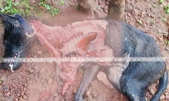 രാവണീശ്വരത്ത് പുലിയിറങ്ങി; വീട്ടുമുറ്റത്ത് കെട്ടിയിട്ട നായയെ കടിച്ചുകൊന്ന നിലയില് രാവണീശ്വരത്ത് പുലിയിറങ്ങി; വീട്ടുമുറ്റത്ത് കെട്ടിയിട്ട നായയെ കടിച്ചുകൊന്ന നിലയില്