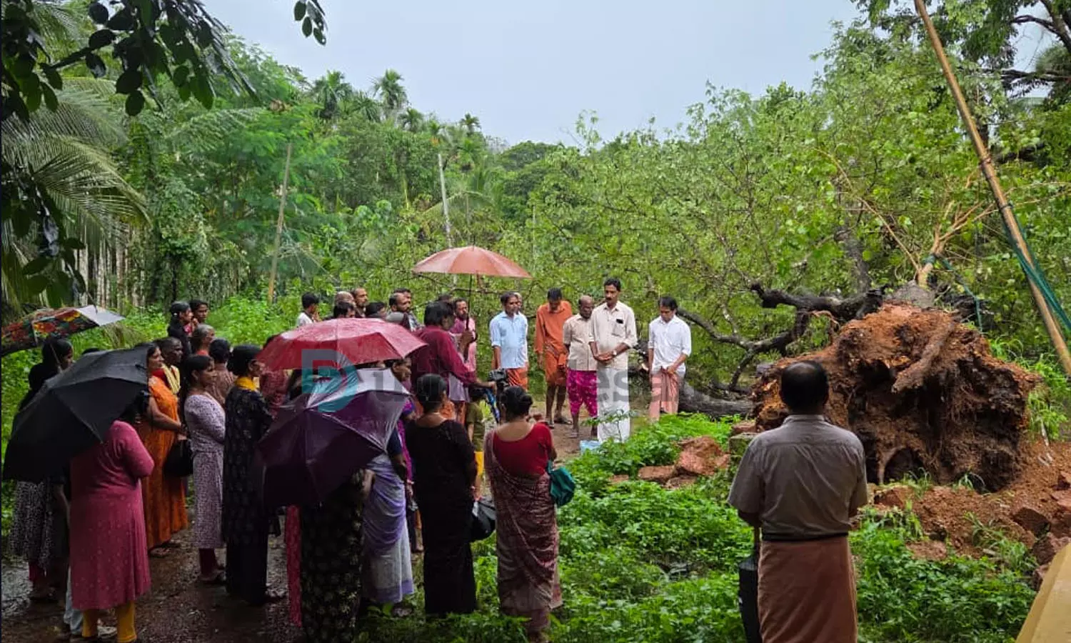 മുന്നാട് ജയപുരത്തെ പുളി മുത്തശ്ശി മരം ഇനി ഓര്മ്മ; സങ്കടക്കണ്ണീരുമായി നാട്ടുകാര് തടിച്ചുകൂടി മുന്നാട് ജയപുരത്തെ പുളി മുത്തശ്ശി മരം ഇനി ഓര്മ്മ; സങ്കടക്കണ്ണീരുമായി നാട്ടുകാര് തടിച്ചുകൂടി
