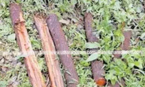 സര്‍ക്കാര്‍ പതിച്ചു നല്‍കിയ ഭൂമിയില്‍ നിന്ന് ചന്ദനമരം മുറിച്ചു കടത്താന്‍ ശ്രമം; റവന്യു, വനം വകുപ്പ് അധികൃതര്‍ പരിശോധന നടത്തി