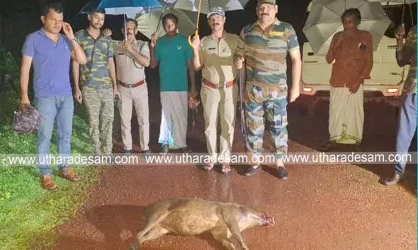 മുളിയാര്‍ ആലനടുക്കത്ത് ജനങ്ങളെ ഭീതിയിലാഴ്ത്തിയ കാട്ടുപന്നിയെ വെടിവെച്ച് കൊന്നു