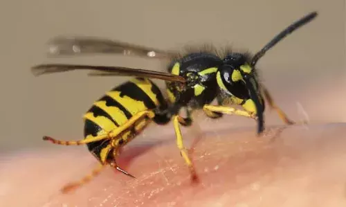 തേങ്ങ പറിക്കുമ്പോള് കടന്നല് കുത്തേറ്റു; ഗുരുതരമായി പരിക്കേറ്റ തെങ്ങുകയറ്റ തൊഴിലാളി ആസ്പത്രിയില് തേങ്ങ പറിക്കുമ്പോള് കടന്നല് കുത്തേറ്റു; ഗുരുതരമായി പരിക്കേറ്റ തെങ്ങുകയറ്റ തൊഴിലാളി ആസ്പത്രിയില്