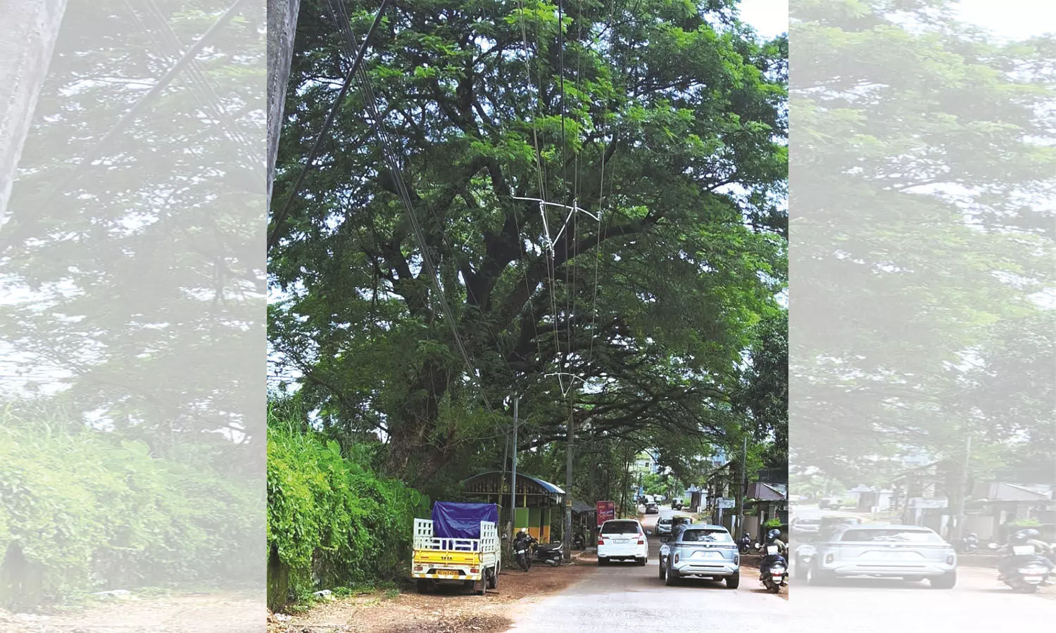 തളങ്കര പള്ളിക്കാലില്‍ റെയില്‍വേ ട്രാക്കില്‍ നിന്ന്  റോഡിലേക്ക് ചാഞ്ഞ് മരങ്ങള്‍; അപകടങ്ങള്‍ തൊട്ടരികെ