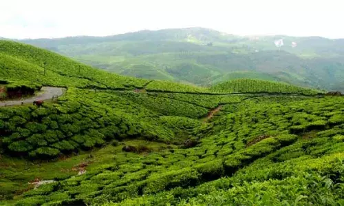 ദക്ഷിണേന്ത്യയിലെ ഏറ്റവും പ്രിയപ്പെട്ട ഹില്സ്റ്റേഷന്, വിനോദസഞ്ചാരികളുടെ പ്രിയപ്പെട്ട സ്ഥലം, കേരളത്തിലെ തേയിലത്തോട്ടങ്ങളുടെ കേന്ദ്രം; മുന്നാറിലേക്ക് ഒരു യാത്ര പോയാലോ ദക്ഷിണേന്ത്യയിലെ ഏറ്റവും പ്രിയപ്പെട്ട ഹില്സ്റ്റേഷന്, വിനോദസഞ്ചാരികളുടെ പ്രിയപ്പെട്ട സ്ഥലം, കേരളത്തിലെ തേയിലത്തോട്ടങ്ങളുടെ കേന്ദ്രം; മുന്നാറിലേക്ക് ഒരു യാത്ര പോയാലോ