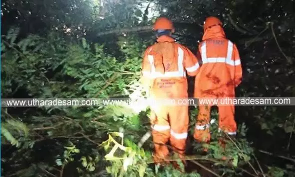 ഹൊസ് ദുര്‍ഗ് പൊലീസ് സ്റ്റേഷന്‍ വളപ്പിലെ മരം റോഡിലേക്ക് പൊട്ടി വീണു
