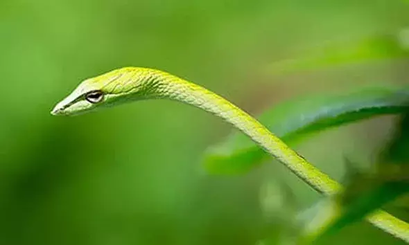 പച്ചോല പാമ്പിന്റെ കടിയേറ്റ് സാമൂഹ്യ പ്രവര്‍ത്തകന് പരിക്ക്