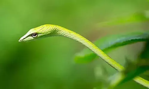 പച്ചോല പാമ്പിന്റെ കടിയേറ്റ് സാമൂഹ്യ പ്രവര്ത്തകന് പരിക്ക് പച്ചോല പാമ്പിന്റെ കടിയേറ്റ് സാമൂഹ്യ പ്രവര്ത്തകന് പരിക്ക്