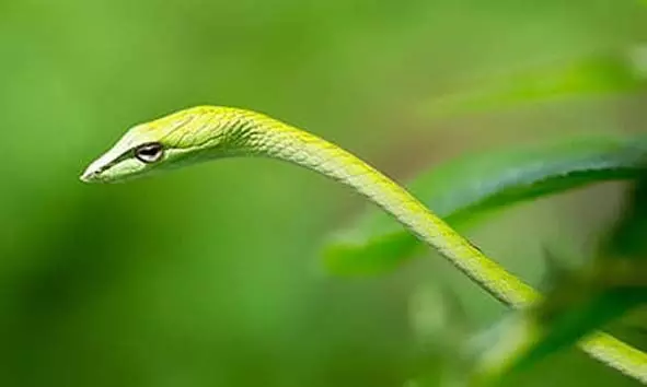 പച്ചോല പാമ്പിന്റെ കടിയേറ്റ് സാമൂഹ്യ പ്രവര്ത്തകന് പരിക്ക് പച്ചോല പാമ്പിന്റെ കടിയേറ്റ് സാമൂഹ്യ പ്രവര്ത്തകന് പരിക്ക്