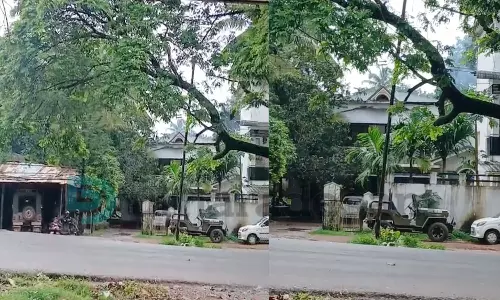 മണ്ണൊലിച്ച് കടപുഴകിയും ഉണങ്ങിയും  പാതയോരങ്ങളിലെ മരങ്ങള്‍; അപകടം അരികില്‍