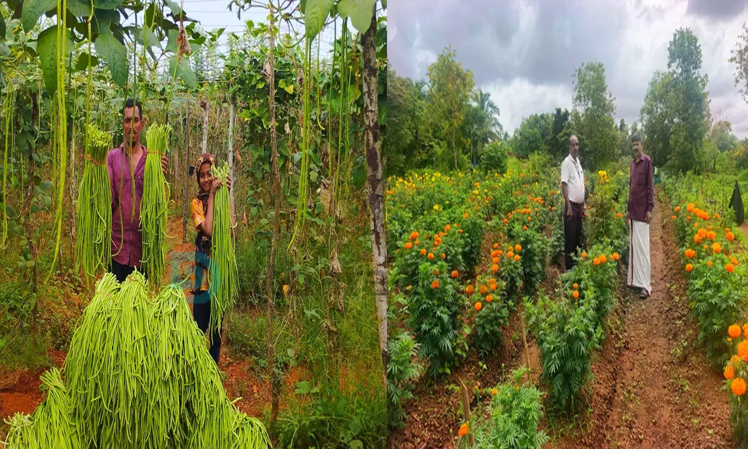 ഓണവിപണി കീഴടക്കാന്‍ ജില്ലയിലെ തന്നെ പൂക്കളും പച്ചക്കറികളും