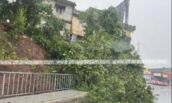 കുമ്പള സര്വീസ് റോഡില് മരം കടപുഴകി വീണു; ഒഴിവായത് വന്ദുരന്തം കുമ്പള സര്വീസ് റോഡില് മരം കടപുഴകി വീണു; ഒഴിവായത് വന്ദുരന്തം