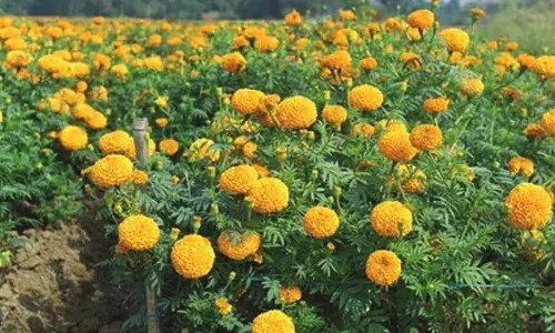 ഓണാഘോഷത്തിന് പകിട്ടേകാന്‍  കുടുംബശ്രീയുടെ ചെണ്ടുമല്ലി കൃഷി