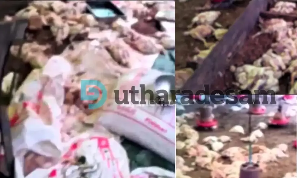 ഭീമനടിയില്‍ കോഴി ഫാമില്‍ തെരുവുനായ ആക്രമണം; 500 കോഴികളെ കൊന്നു