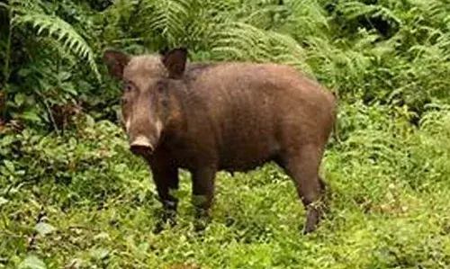 ജനവാസ മേഖലയില്‍ ഇറങ്ങുന്ന അക്രമകാരികളായ വന്യമൃഗങ്ങളെ വെടിവെച്ചുകൊല്ലാം; ബില്ലിന് സംസ്ഥാന സര്‍ക്കാരിന്റെ അംഗീകാരം