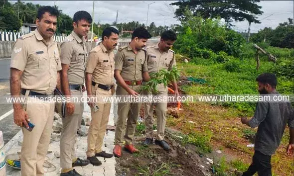 മഞ്ചേശ്വരം സര്‍വീസ് റോഡരികില്‍ കഞ്ചാവ് ചെടി; കസ്റ്റഡിയിലെടുത്ത് എക്സൈസ് സംഘം