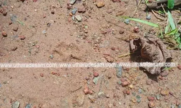 ഇരിയണ്ണിയില്‍ പട്ടാപ്പകല്‍ വീട്ടുമുറ്റത്തെത്തിയ പുലി കോഴിയെ കടിച്ചു കൊണ്ടുപോയി