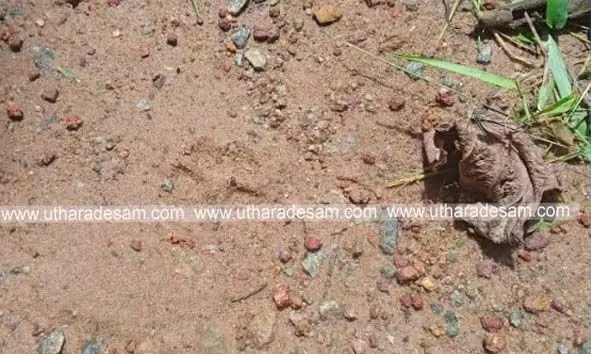ഇരിയണ്ണിയില്‍ പട്ടാപ്പകല്‍ വീട്ടുമുറ്റത്തെത്തിയ പുലി കോഴിയെ കടിച്ചു കൊണ്ടുപോയി