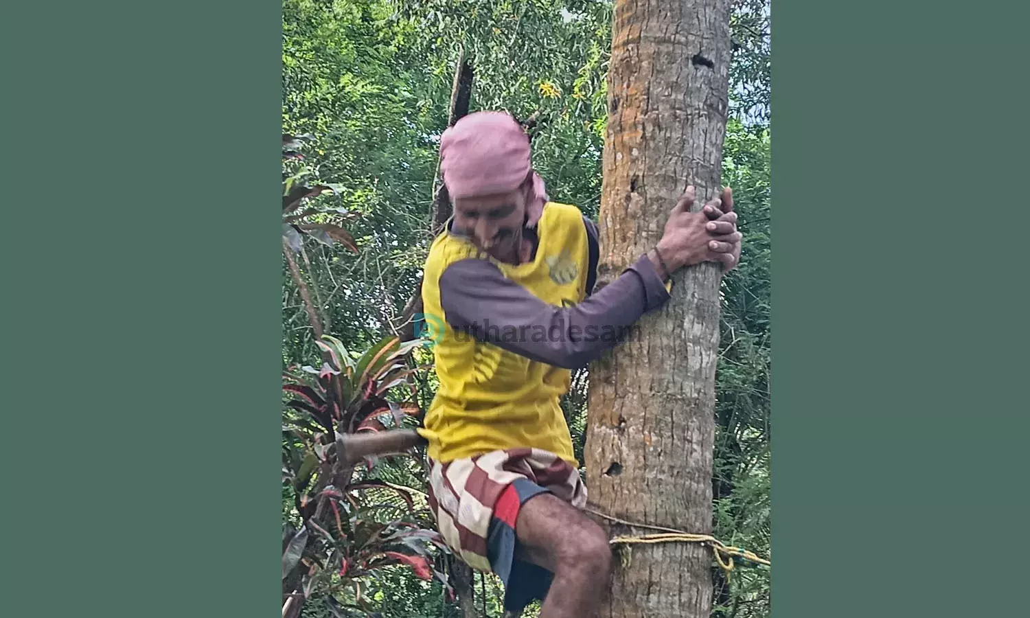 തേങ്ങക്ക് വിലയുണ്ട്, പക്ഷെ തെങ്ങുകയറ്റ തൊഴിലാളികള്‍ക്ക് ക്ഷാമം