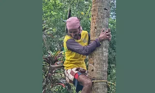 തേങ്ങക്ക് വിലയുണ്ട്, പക്ഷെ തെങ്ങുകയറ്റ തൊഴിലാളികള്ക്ക് ക്ഷാമം തേങ്ങക്ക് വിലയുണ്ട്, പക്ഷെ തെങ്ങുകയറ്റ തൊഴിലാളികള്ക്ക് ക്ഷാമം