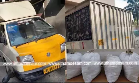 വോര്‍ക്കാടിയില്‍ വീടിന്റെ ഷെഡില്‍ സൂക്ഷിച്ച 116 കിലോയിലധികം കഞ്ചാവ് പിടികൂടി; ടെമ്പൊ കസ്റ്റഡിയില്‍