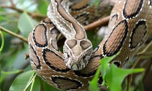 പാമ്പ് കടിയേറ്റ് ബസ് ഡ്രൈവര്‍ക്ക് ഗുരുതരം