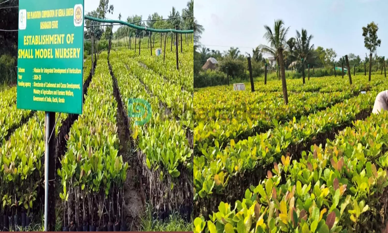 കശുമാവ് കൃഷിയില്‍ നൂതന  രീതികളുമായി പ്ലാന്റേഷന്‍ കോര്‍പറേഷന്‍