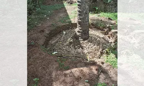 തെങ്ങിന് തടമെടുക്കല് തൊഴിലുറപ്പില് നിന്ന് ഔട്ട് തെങ്ങിന് തടമെടുക്കല് തൊഴിലുറപ്പില് നിന്ന് ഔട്ട്