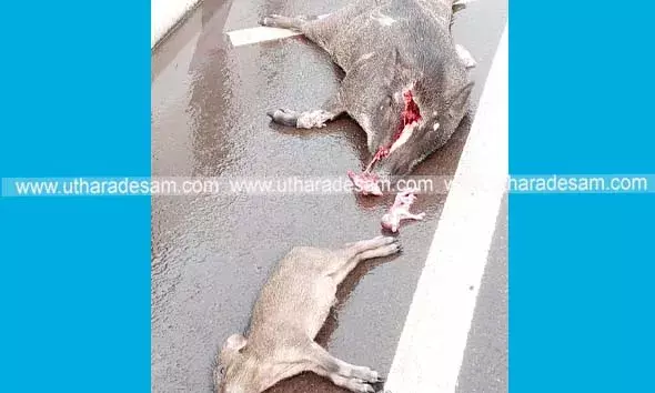 പന്നിയും രണ്ട് കുഞ്ഞുങ്ങളും അജ്ഞാത വാഹനമിടിച്ച് ചത്തനിലയില്‍