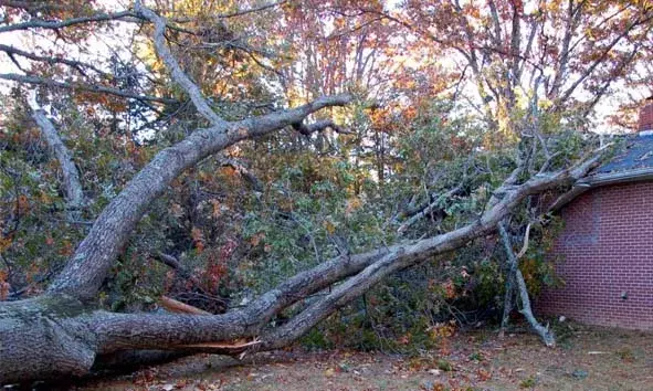 വീടിന് മുകളില്‍ മരം വീണു; കുടുംബം അല്‍ഭുതകരമായി രക്ഷപ്പെട്ടു