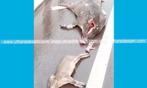പന്നിയും രണ്ട് കുഞ്ഞുങ്ങളും അജ്ഞാത വാഹനമിടിച്ച് ചത്തനിലയില് പന്നിയും രണ്ട് കുഞ്ഞുങ്ങളും അജ്ഞാത വാഹനമിടിച്ച് ചത്തനിലയില്