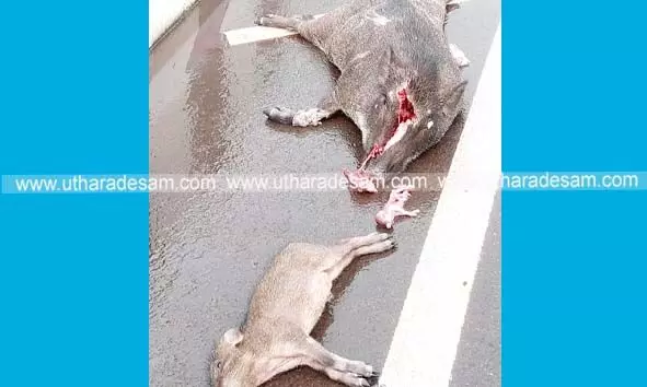 പന്നിയും രണ്ട് കുഞ്ഞുങ്ങളും അജ്ഞാത വാഹനമിടിച്ച് ചത്തനിലയില് പന്നിയും രണ്ട് കുഞ്ഞുങ്ങളും അജ്ഞാത വാഹനമിടിച്ച് ചത്തനിലയില്