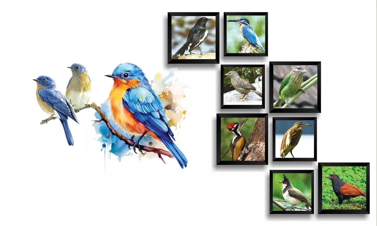 കിളികളെ കാണാതാകുന്നു