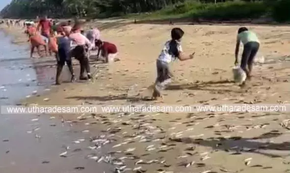 തീരത്തേക്ക് മത്തികള്‍ കൂട്ടത്തോടെ ഒഴുകിയെത്തി; അജാനൂറുകാര്‍ക്ക് ചാകര
