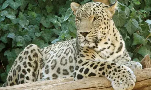 ബന്തടുക്ക മാണിമൂലയില് വീണ്ടും പുലി സാന്നിധ്യം; വളര്ത്തുനായക്ക് കടിയേറ്റു ബന്തടുക്ക മാണിമൂലയില് വീണ്ടും പുലി സാന്നിധ്യം; വളര്ത്തുനായക്ക് കടിയേറ്റു