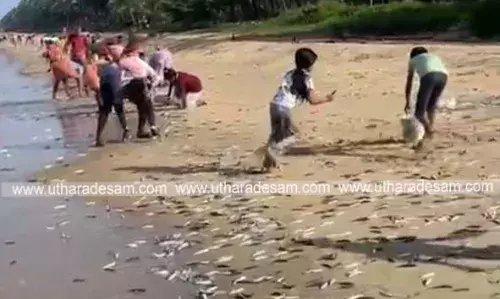 തീരത്തേക്ക് മത്തികള് കൂട്ടത്തോടെ ഒഴുകിയെത്തി; അജാനൂറുകാര്ക്ക് ചാകര തീരത്തേക്ക് മത്തികള് കൂട്ടത്തോടെ ഒഴുകിയെത്തി; അജാനൂറുകാര്ക്ക് ചാകര