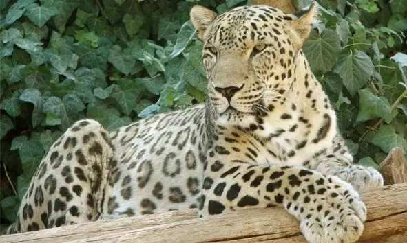 ബന്തടുക്ക മാണിമൂലയില് വീണ്ടും പുലി സാന്നിധ്യം; വളര്ത്തുനായക്ക് കടിയേറ്റു ബന്തടുക്ക മാണിമൂലയില് വീണ്ടും പുലി സാന്നിധ്യം; വളര്ത്തുനായക്ക് കടിയേറ്റു