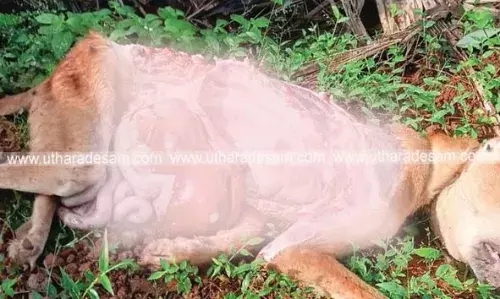കാനത്തൂരില് വീണ്ടും പുലിയിറങ്ങിയെന്ന് സംശയം; വീടിന് സമീപത്തെ ഷെഡില് കെട്ടിയിട്ടിരുന്ന വളര്ത്തുനായയെ ഭക്ഷിച്ചു കാനത്തൂരില് വീണ്ടും പുലിയിറങ്ങിയെന്ന് സംശയം; വീടിന് സമീപത്തെ ഷെഡില് കെട്ടിയിട്ടിരുന്ന വളര്ത്തുനായയെ ഭക്ഷിച്ചു