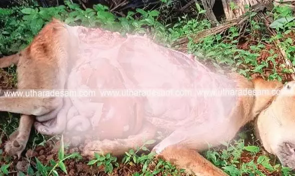 കാനത്തൂരില് വീണ്ടും പുലിയിറങ്ങിയെന്ന് സംശയം; വീടിന് സമീപത്തെ ഷെഡില് കെട്ടിയിട്ടിരുന്ന വളര്ത്തുനായയെ ഭക്ഷിച്ചു കാനത്തൂരില് വീണ്ടും പുലിയിറങ്ങിയെന്ന് സംശയം; വീടിന് സമീപത്തെ ഷെഡില് കെട്ടിയിട്ടിരുന്ന വളര്ത്തുനായയെ ഭക്ഷിച്ചു