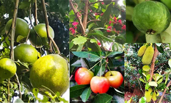 മുന്‍ പ്രവാസിയുടെ തോട്ടത്തില്‍ കൊയ്തത് 400ലധികം പഴവര്‍ഗങ്ങള്‍; കയ്യടി നേടി കൂറ്റന്‍ ബബ്ലൂസ്