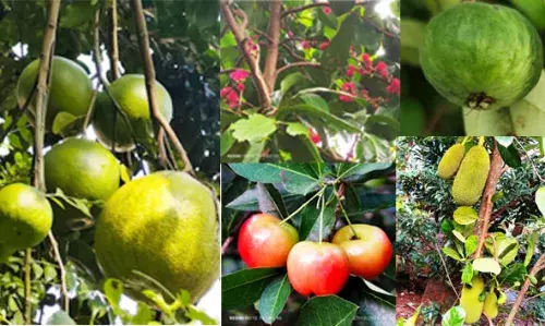 മുന് പ്രവാസിയുടെ തോട്ടത്തില് കൊയ്തത് 400ലധികം പഴവര്ഗങ്ങള്; കയ്യടി നേടി കൂറ്റന് ബബ്ലൂസ് മുന് പ്രവാസിയുടെ തോട്ടത്തില് കൊയ്തത് 400ലധികം പഴവര്ഗങ്ങള്; കയ്യടി നേടി കൂറ്റന് ബബ്ലൂസ്