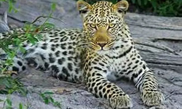 മാണിമൂലയില് പുലിസാന്നിധ്യം തുടരുന്നു; വളര്ത്തുനായയെ കാണാതായി മാണിമൂലയില് പുലിസാന്നിധ്യം തുടരുന്നു; വളര്ത്തുനായയെ കാണാതായി