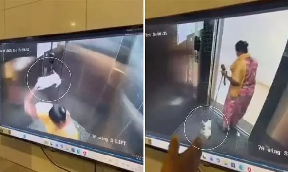 അപ്പാര്‍ട്ട് മെന്റിലെ ലിഫ്റ്റിനുള്ളില്‍ വീട്ടുജോലിക്കാരി വളര്‍ത്തുനായയെ ക്രൂരമായി അടിച്ച് കൊന്നു; ദൃശ്യങ്ങള്‍ സിസിടിവിയില്‍