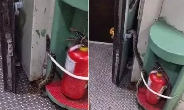 ആന്‍ഡമാന്‍ എക്‌സ്പ്രസ് കോച്ചിലെ ചവറ്റുകുട്ടയില്‍ നിന്നും പെരുമ്പാമ്പ് പുറത്തേക്ക്; പരിഭ്രാന്തരായി യാത്രക്കാര്‍