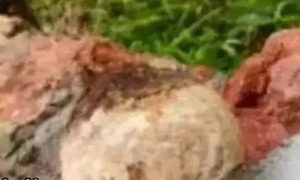 സ്വകാര്യ വ്യക്തിയുടെ പറമ്പില്‍ ഐസ്‌ക്രീം ബോംബ് കണ്ടെത്തിയ സംഭവം; അന്വേഷണം ഊര്‍ജ്ജിതം