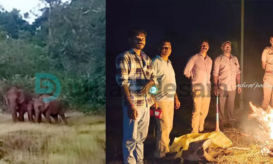 പുലിപ്പറമ്പില്‍ ഭീതി വിതച്ച് കാട്ടാനക്കൂട്ടം; ജാഗ്രതയോടെ വനം വകുപ്പ്